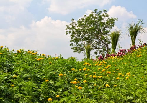 Yellow marigold flowers in a garden