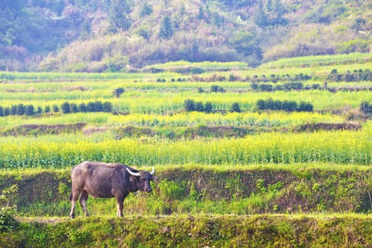 Rape flowers and cow at farmland in China