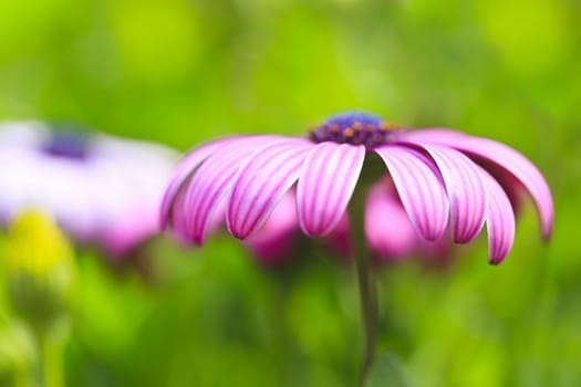 Purple flower petals, close-up.