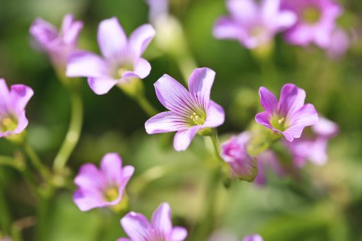 Purple flowers