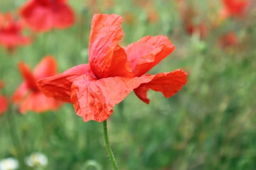 close up of red poppy on meadow