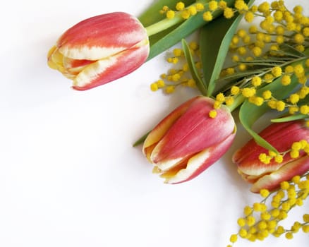 Red with yellow tulips and mimosa on a white background 


