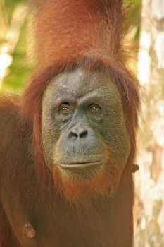 Portrait of female orangutan (Pongo abelii), Sumatra, Indonesia