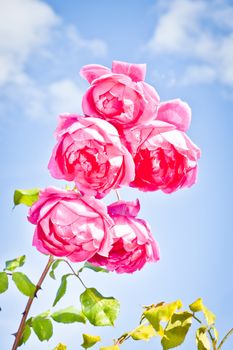 Beautiful pink summer roses against a perfect summer sky