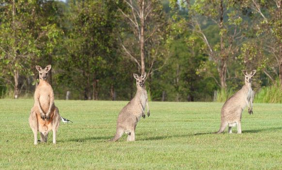 australian eastern grey kangaroos on the grass