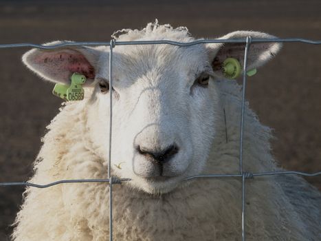 sheep behind fence