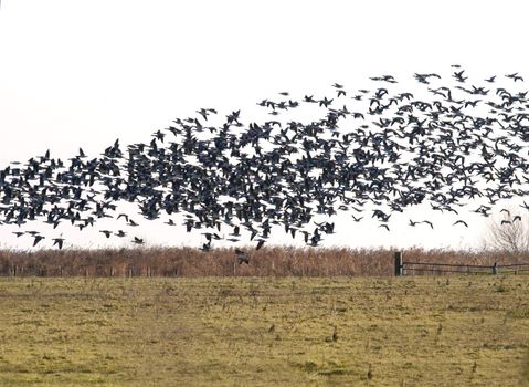 a flock of geese above a green meadow