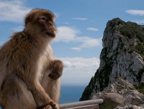 gibraltar monkey sitting on an edge of the mountain in the background