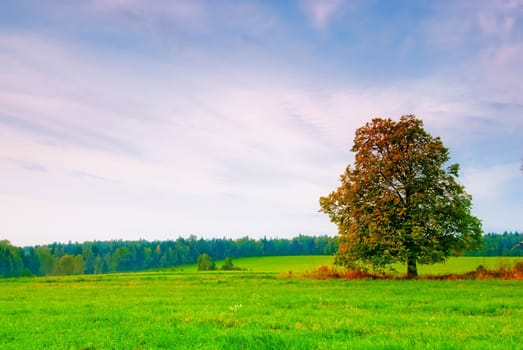 beautiful deciduous tree in a field on a background cloudy sky