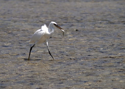 white heron with fish in beak