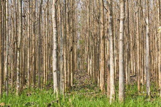 Teak trees at agricultural forest in summer