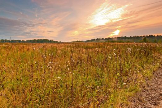 Wild field in central Russia at dawn