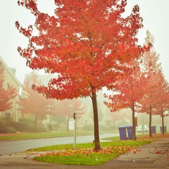 Misty autumn scene in a UK neighbourhood