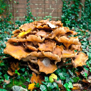 Growth of wild fungi in a garden in autumn