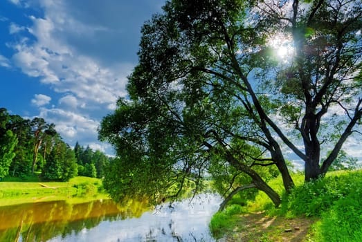 branchy deciduous tree growing on the bank of the river