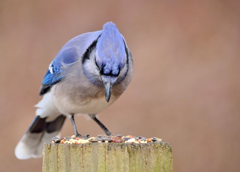 A blue jay perched on a post with bird seed.