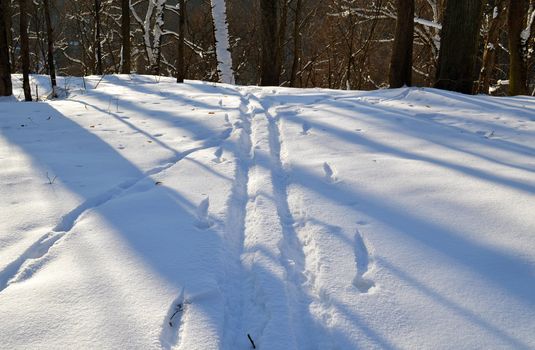 Ski tracks marks left in snow among trees in winter park. Signs of active people recreation in nature. Shadows and sunlight.