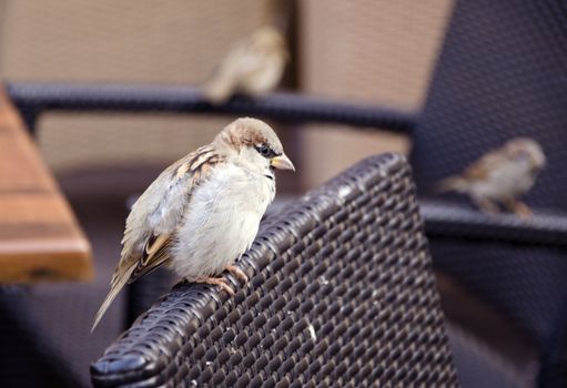 Beautiful bird sparrow sits in outdoor cafe on chair.