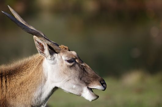 Horned head of an adult black buck antelopez