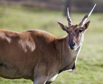 Profile of an Antelope's with his horned head turned toward the camera