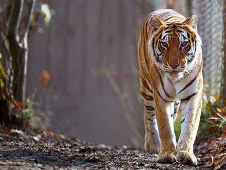 Bengal Tiger prowling at zoo with soft focus background