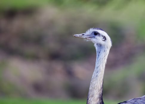 Emu head and neck with very soft focus backgroud