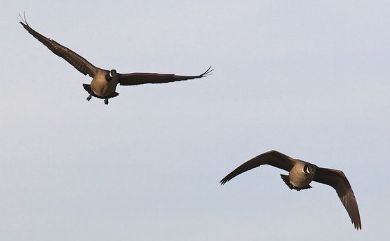 Two ducks in flight againt a light blue sky