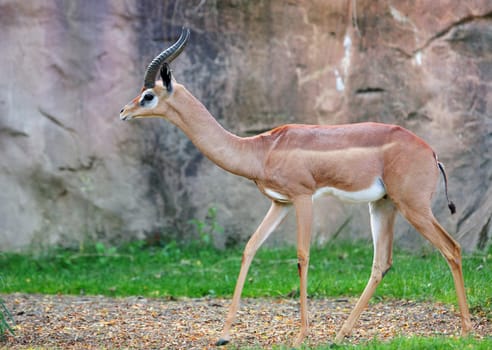 Young two horned gazelle against a soft focus Stone background