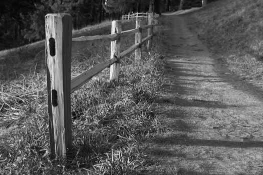 Wood fenced path on the slope of a hil headed into the dark woods in black and white