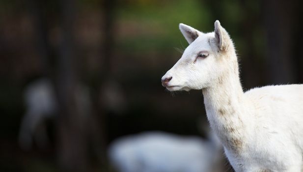 Furry white young fallow dear head with soft dark green focus background