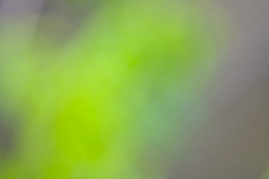 defocus of green background