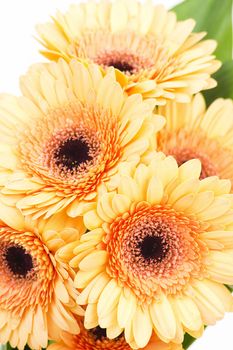 bunch of orange gerbera daisies