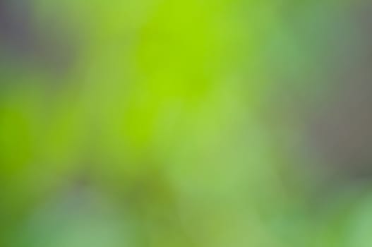 defocus of green background