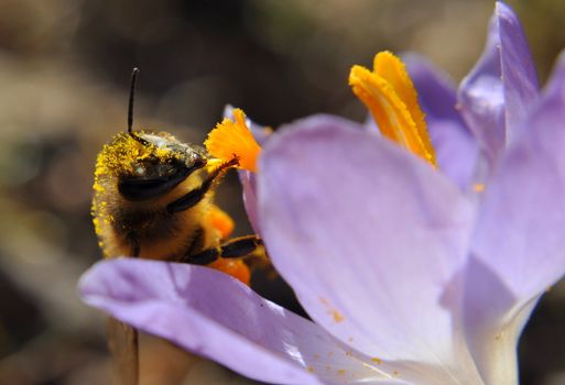 A bee enjoying the nectar from a crocus.