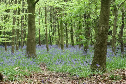 A beautiful bluebell wood in springtime