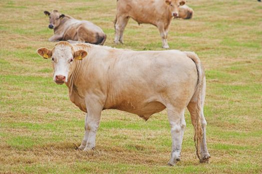 Curious young bullocks look into the camers