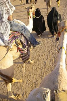 Tourist ride the camels lead by Bedouin women at Sahara desert