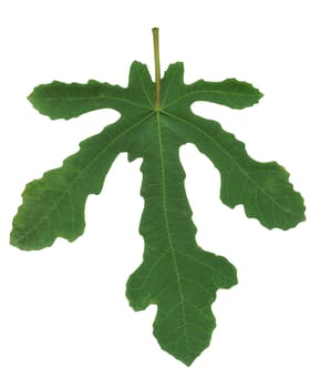 A real fig leaf to cover your modesty.