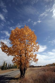 Lonely tree at fall
