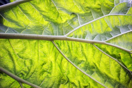 A background composed from a close up of a leaf