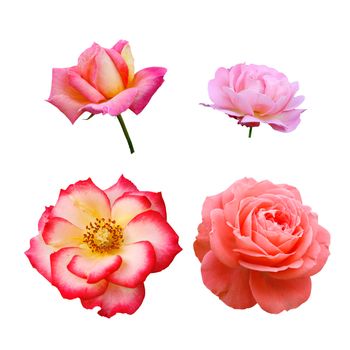 Four roses isolated on white