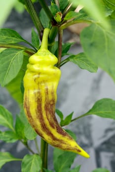Striped yellow chili pepper in a vegetable garden