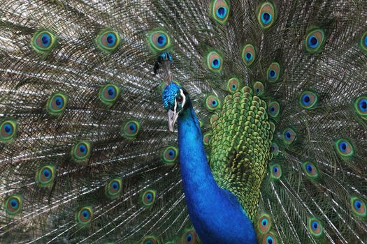 A peacock displays his glorious plumage