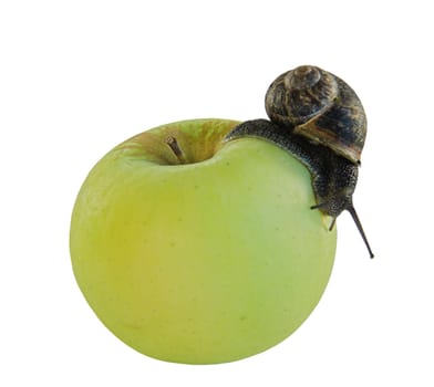 A snail crawling over a green apple