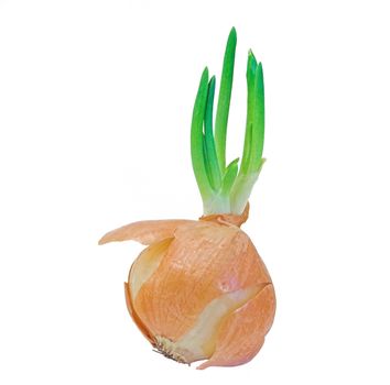 An onion sprouting and trying to grow