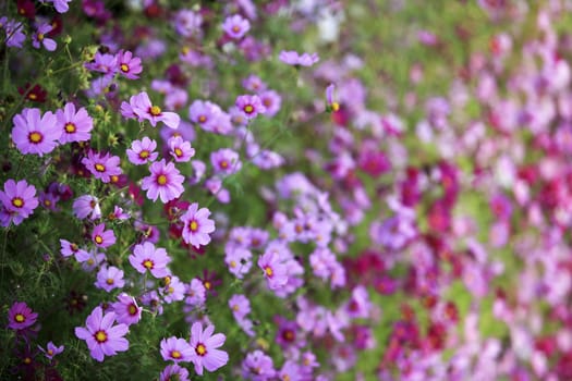 Beautiful flowers cosmos. Can be used as a background.