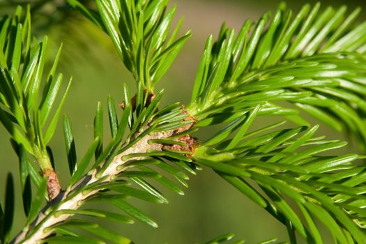 Pine tree branch