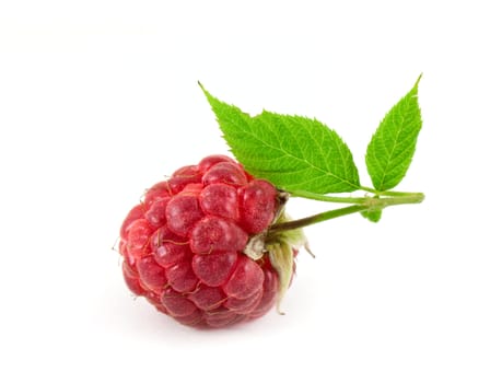 Fresh raspberry isolated on white background