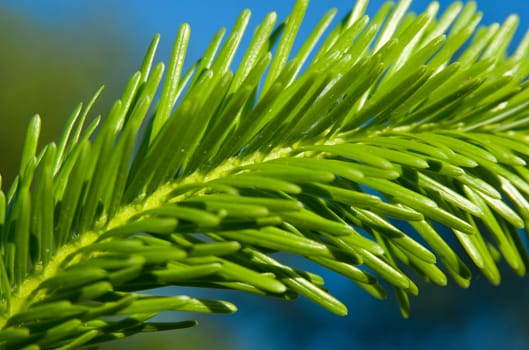 Pine tree branch