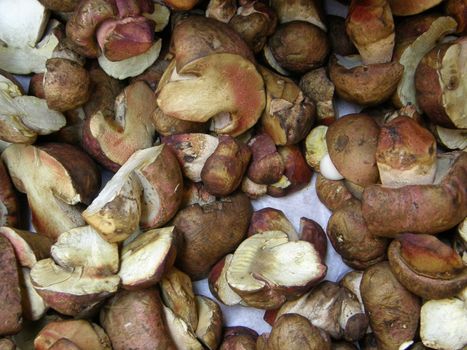 Variety of Mushrooms
